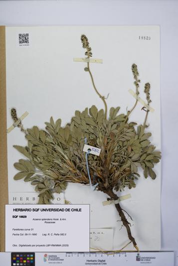 Acaena splendens [Espécimen: UCH:SQF:0018829]