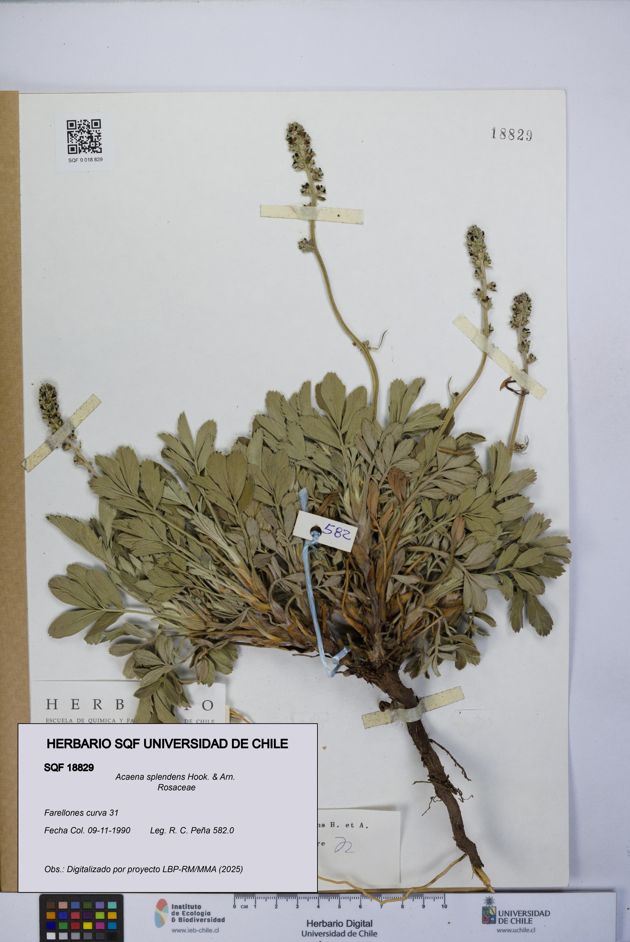 Acaena splendens [Espécimen: UCH:SQF:0018829]