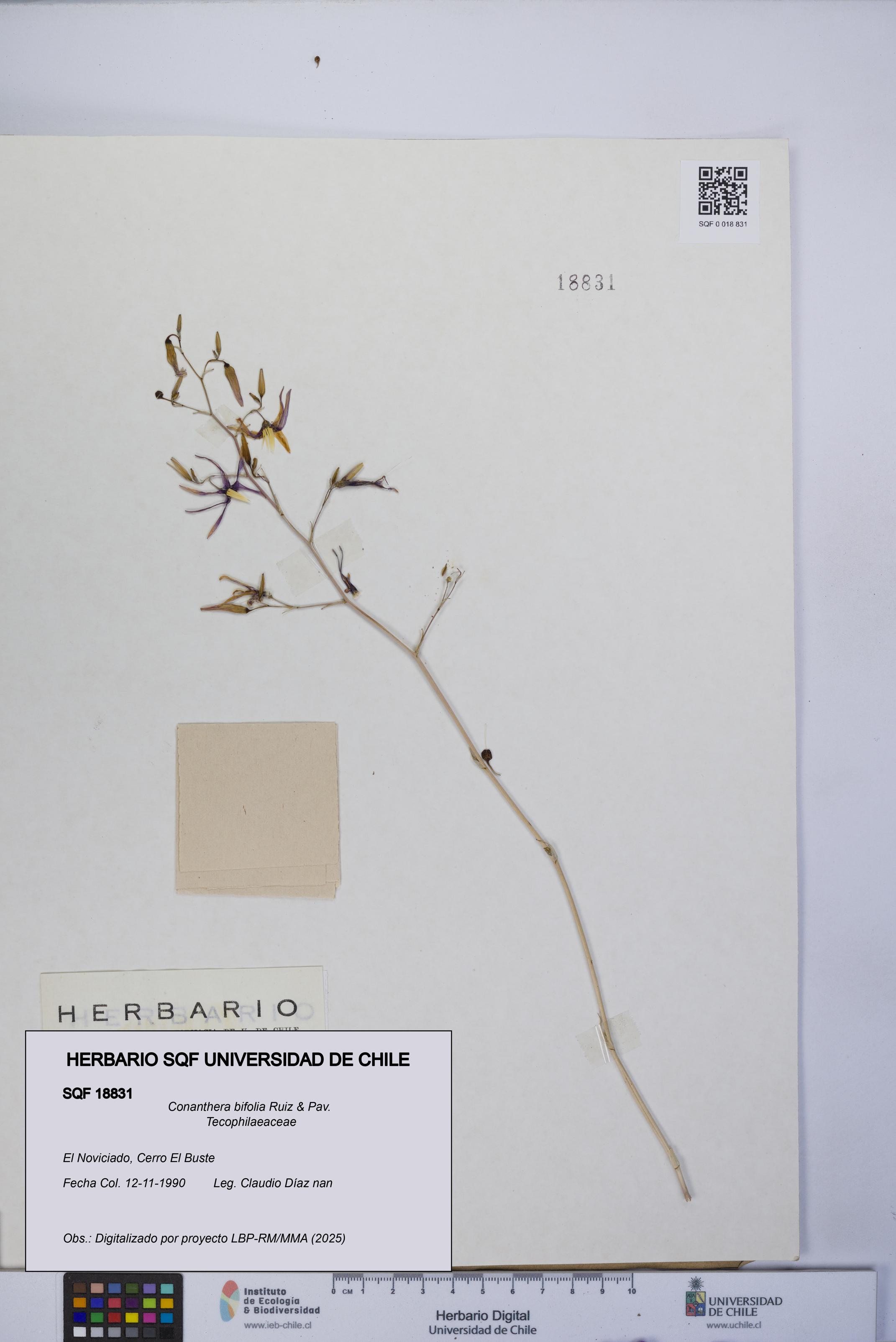 Conanthera bifolia [Espécimen: UCH:SQF:0018831]