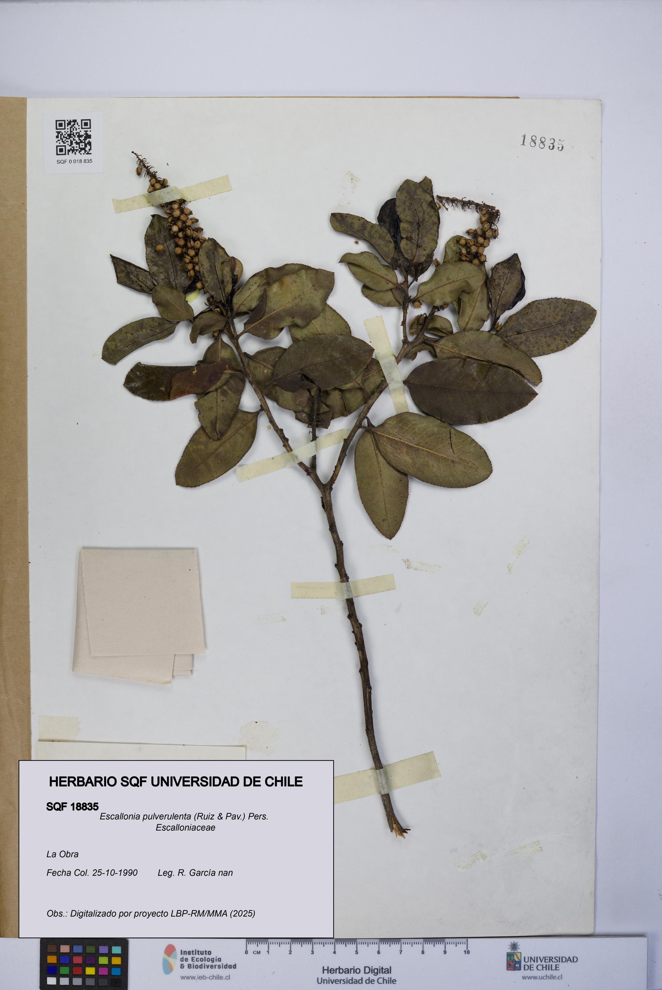 Escallonia pulverulenta [Espécimen: UCH:SQF:0018835]