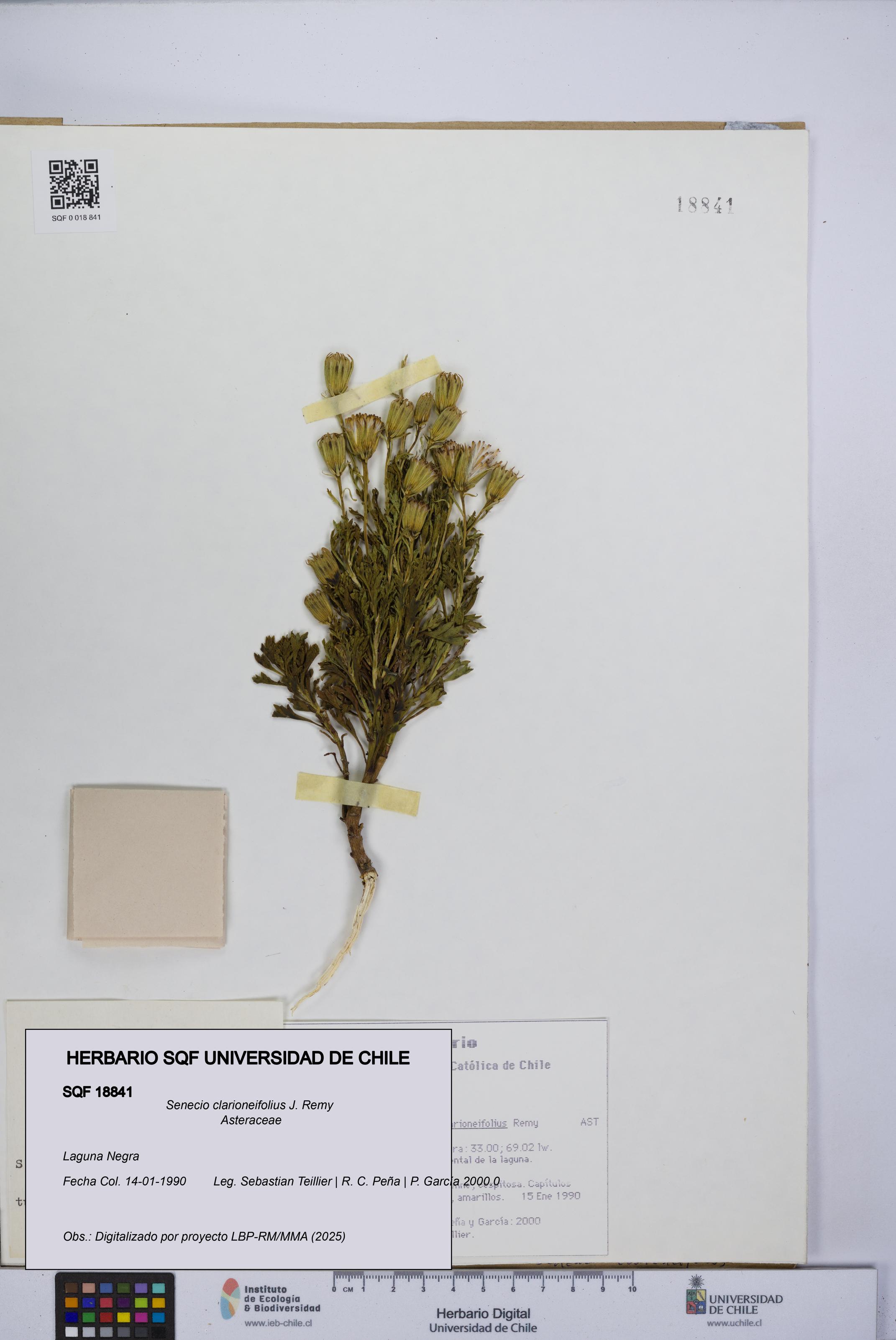 Senecio clarioneifolius [Espécimen: UCH:SQF:0018841]