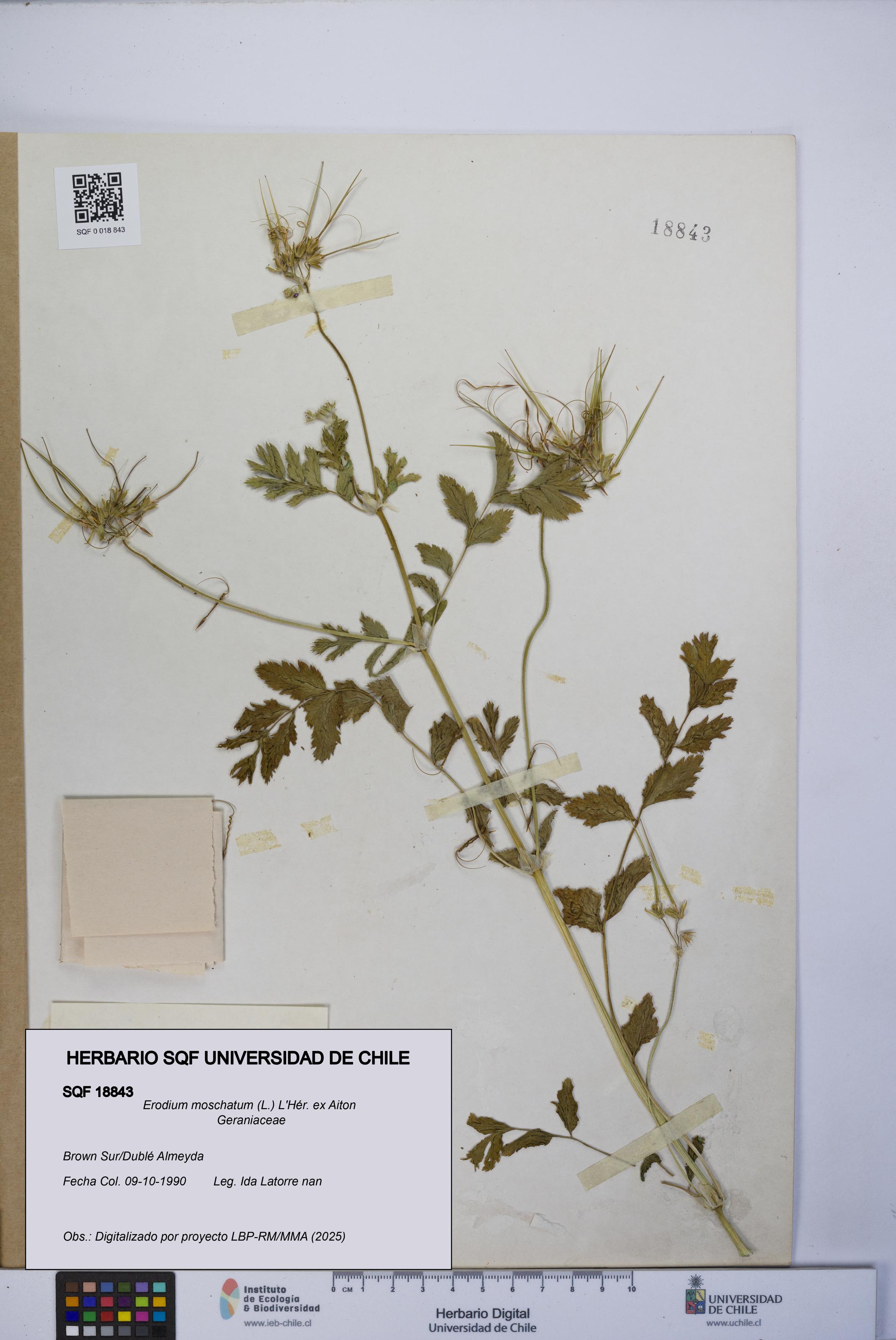 Erodium moschatum [Espécimen: UCH:SQF:0018843]