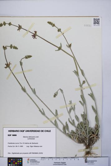 Stachys albicaulis [Espécimen: UCH:SQF:0018858]