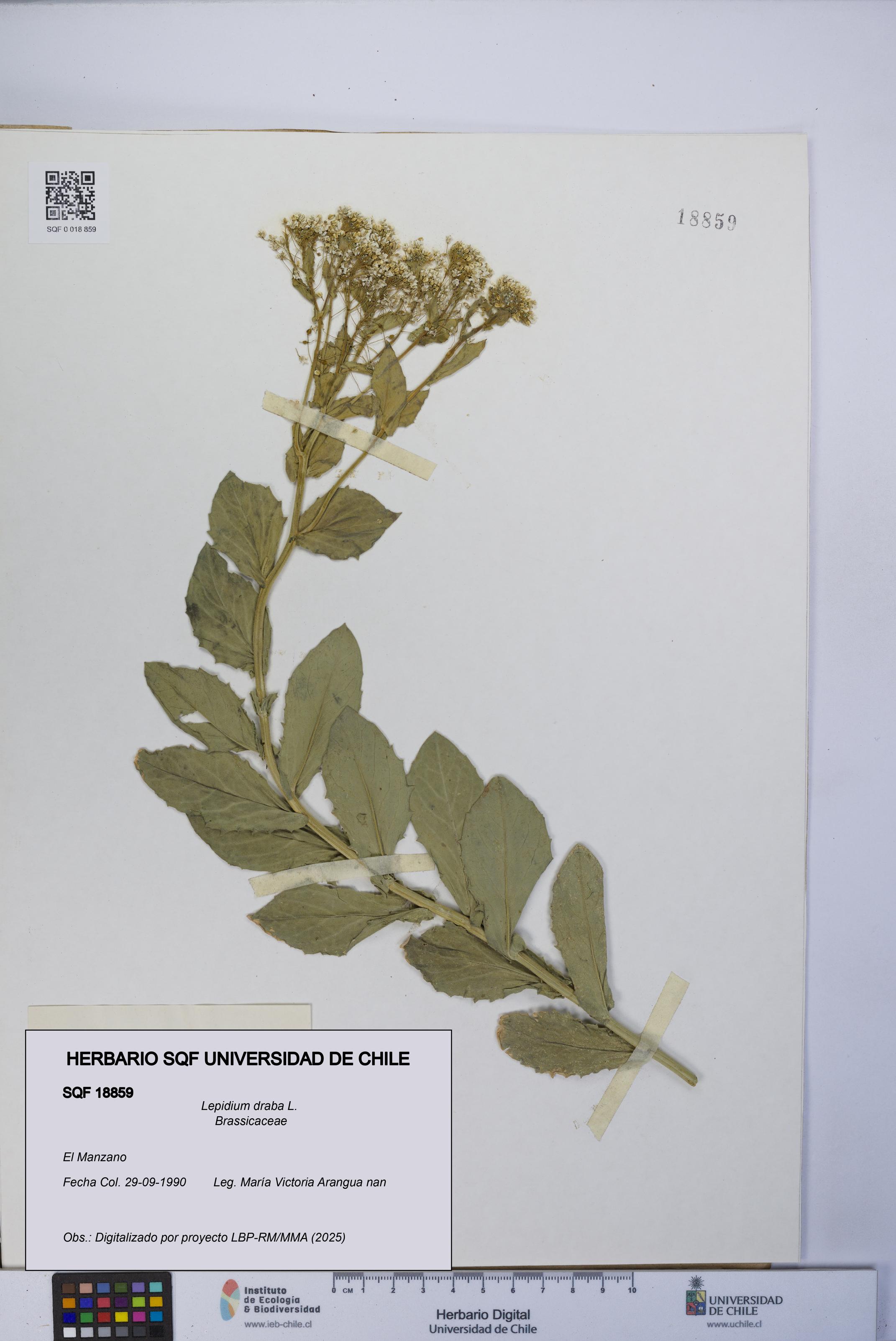 Lepidium draba [Espécimen: UCH:SQF:0018859]