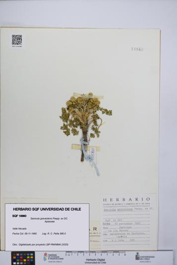 Sanicula graveolens [Espécimen: UCH:SQF:0018860]