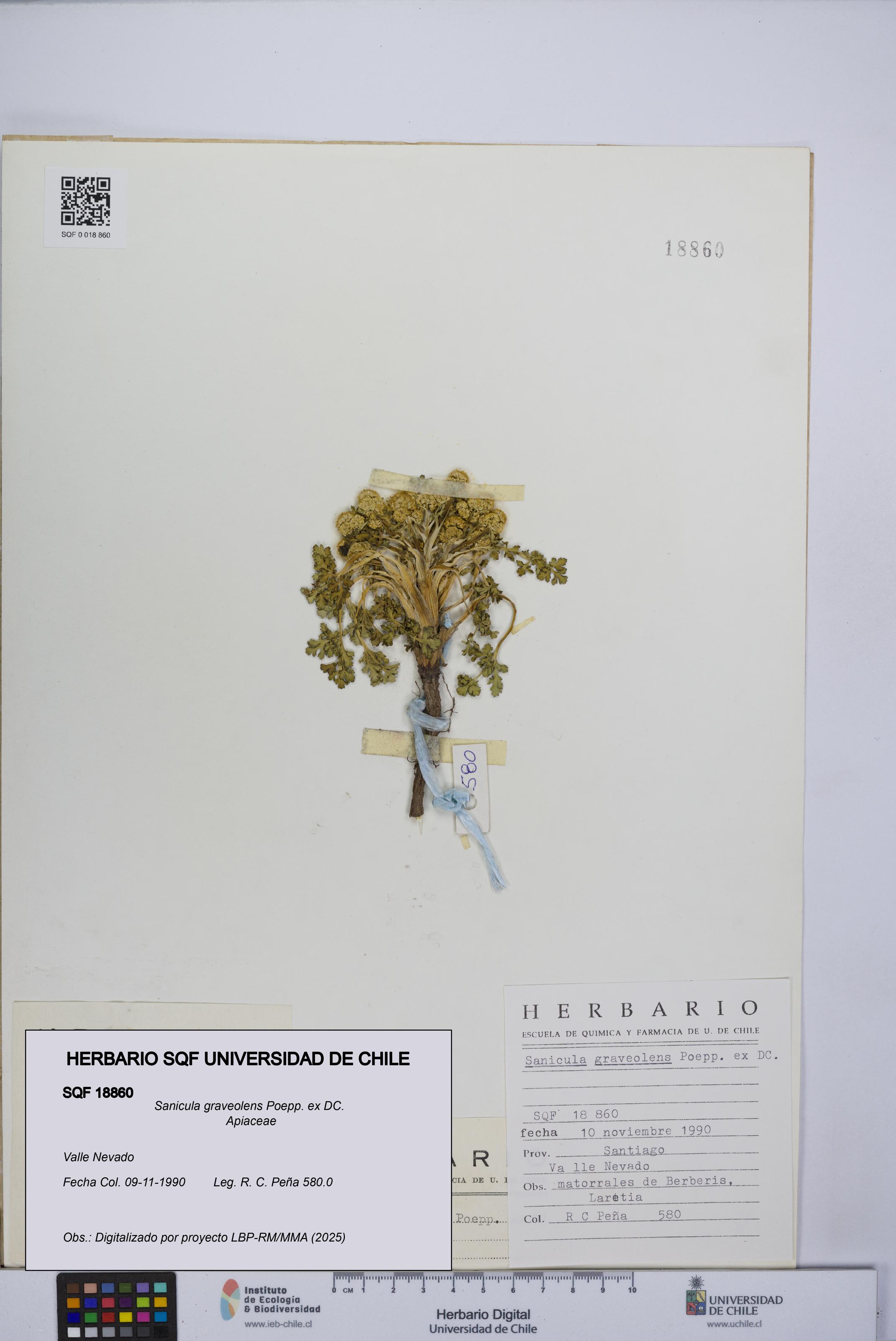 Sanicula graveolens [Espécimen: UCH:SQF:0018860]