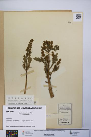 Valeriana bracteosa [Espécimen: UCH:SQF:0018966]