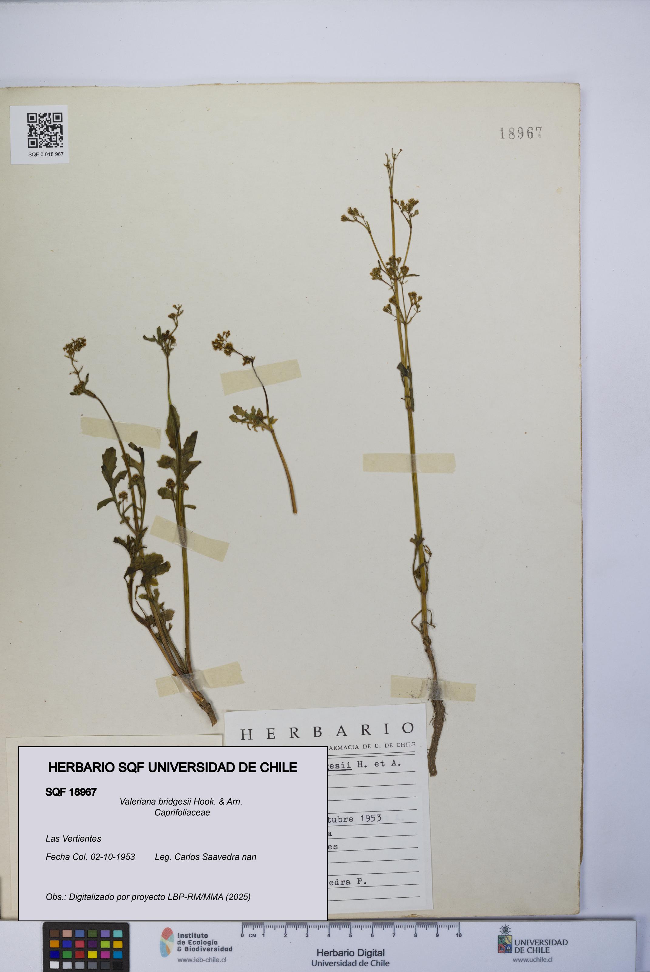 Valeriana bridgesii [Espécimen: UCH:SQF:0018967]