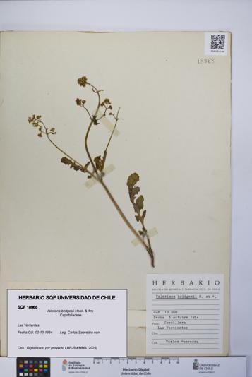 Valeriana bridgesii [Espécimen: UCH:SQF:0018968]