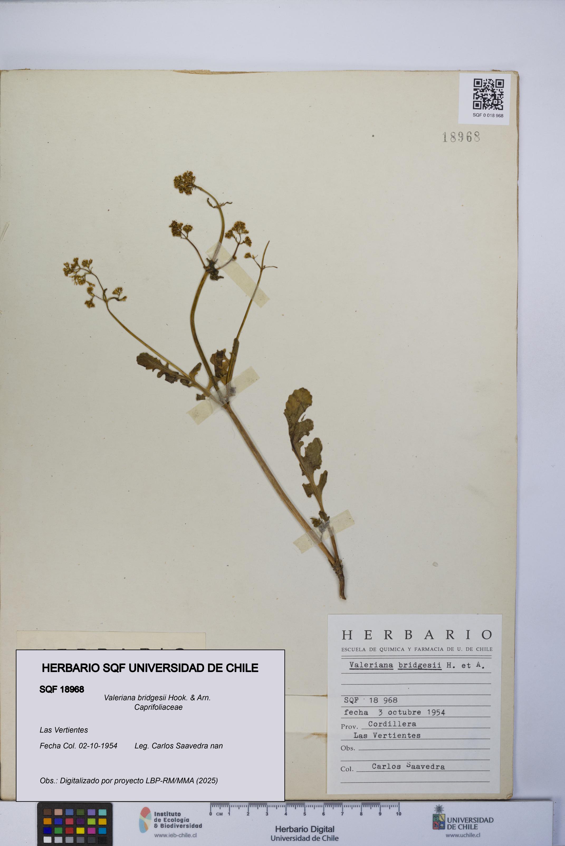 Valeriana bridgesii [Espécimen: UCH:SQF:0018968]