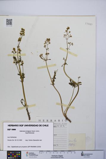 Valeriana bridgesii [Espécimen: UCH:SQF:0018969]