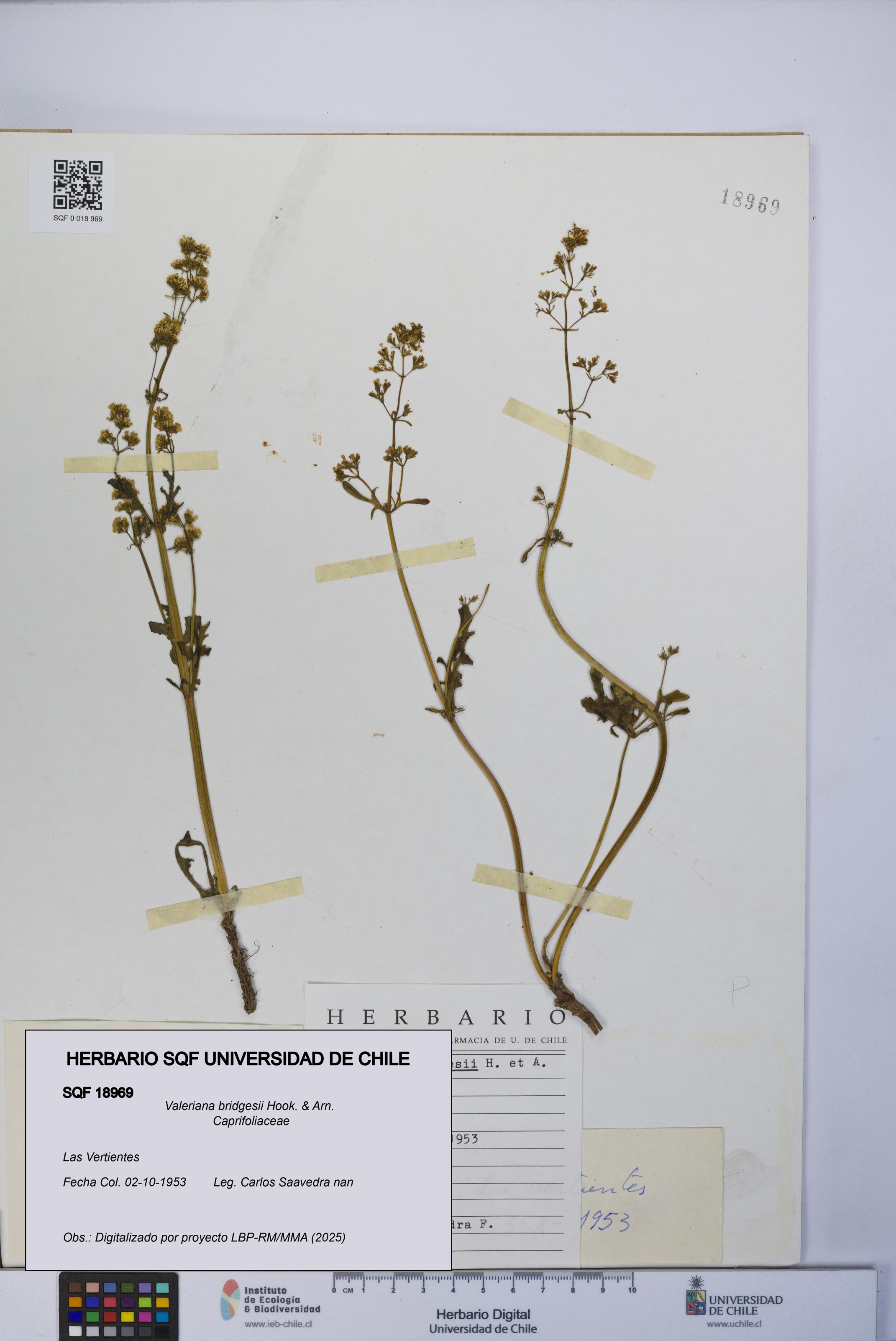 Valeriana bridgesii [Espécimen: UCH:SQF:0018969]