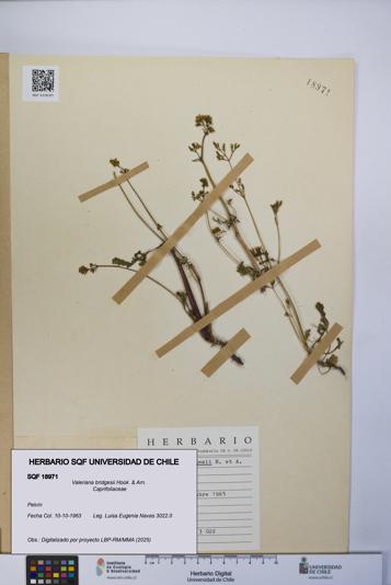 Valeriana bridgesii [Espécimen: UCH:SQF:0018971]