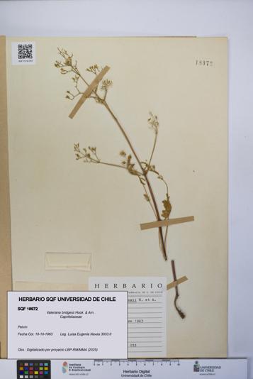 Valeriana bridgesii [Espécimen: UCH:SQF:0018972]