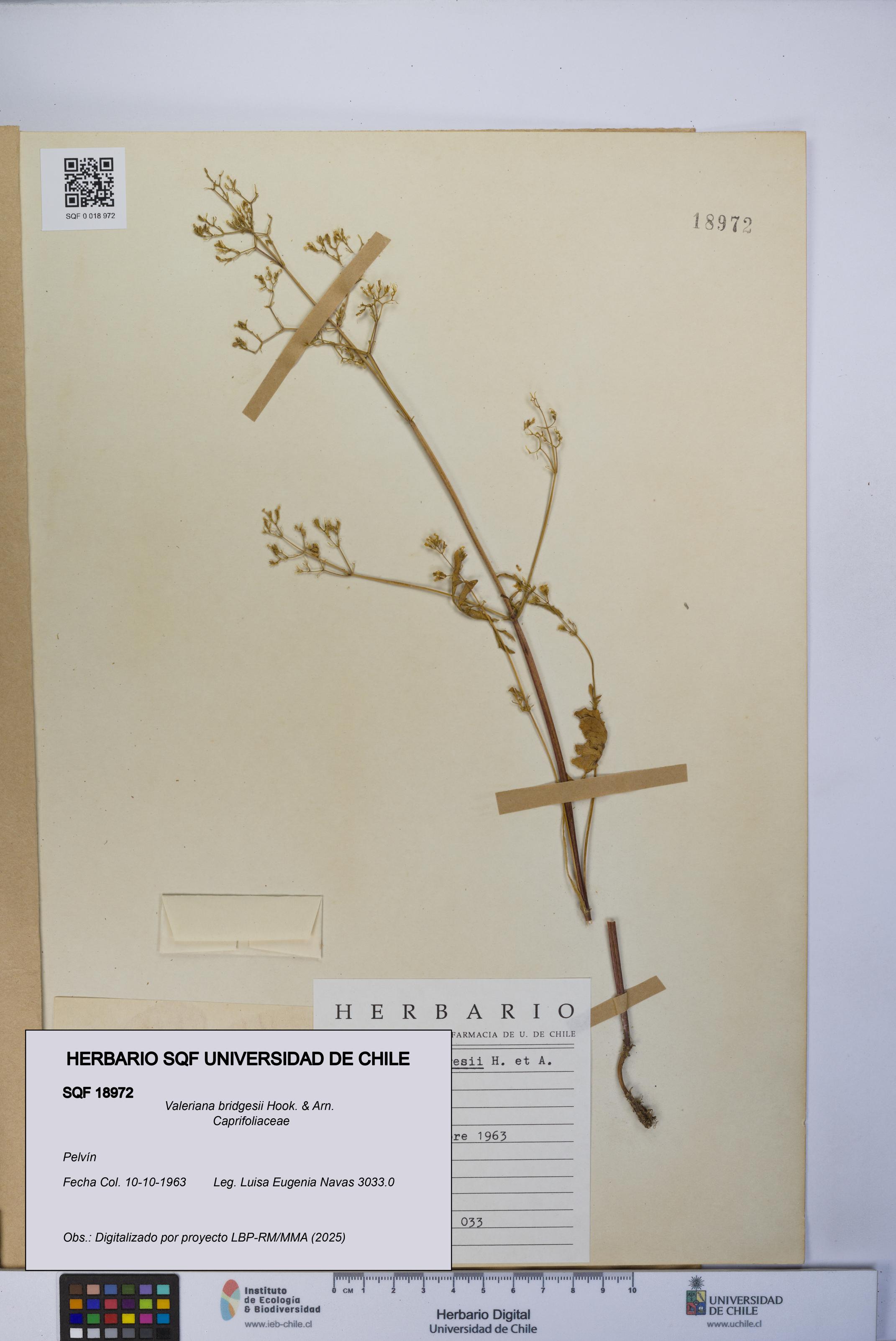 Valeriana bridgesii [Espécimen: UCH:SQF:0018972]