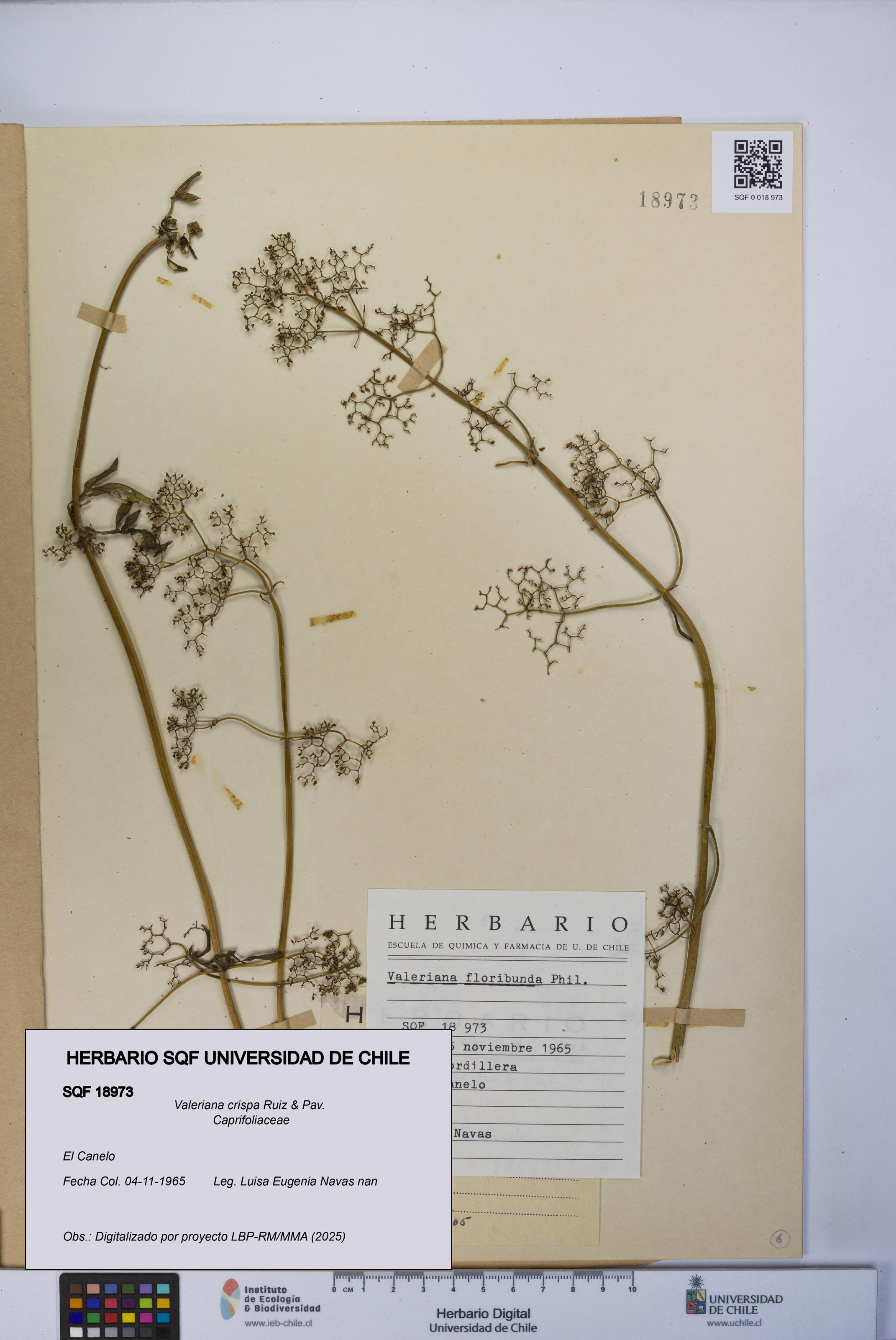 Valeriana crispa [Espécimen: UCH:SQF:0018973]