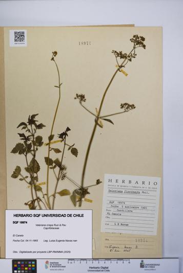 Valeriana crispa [Espécimen: UCH:SQF:0018974]