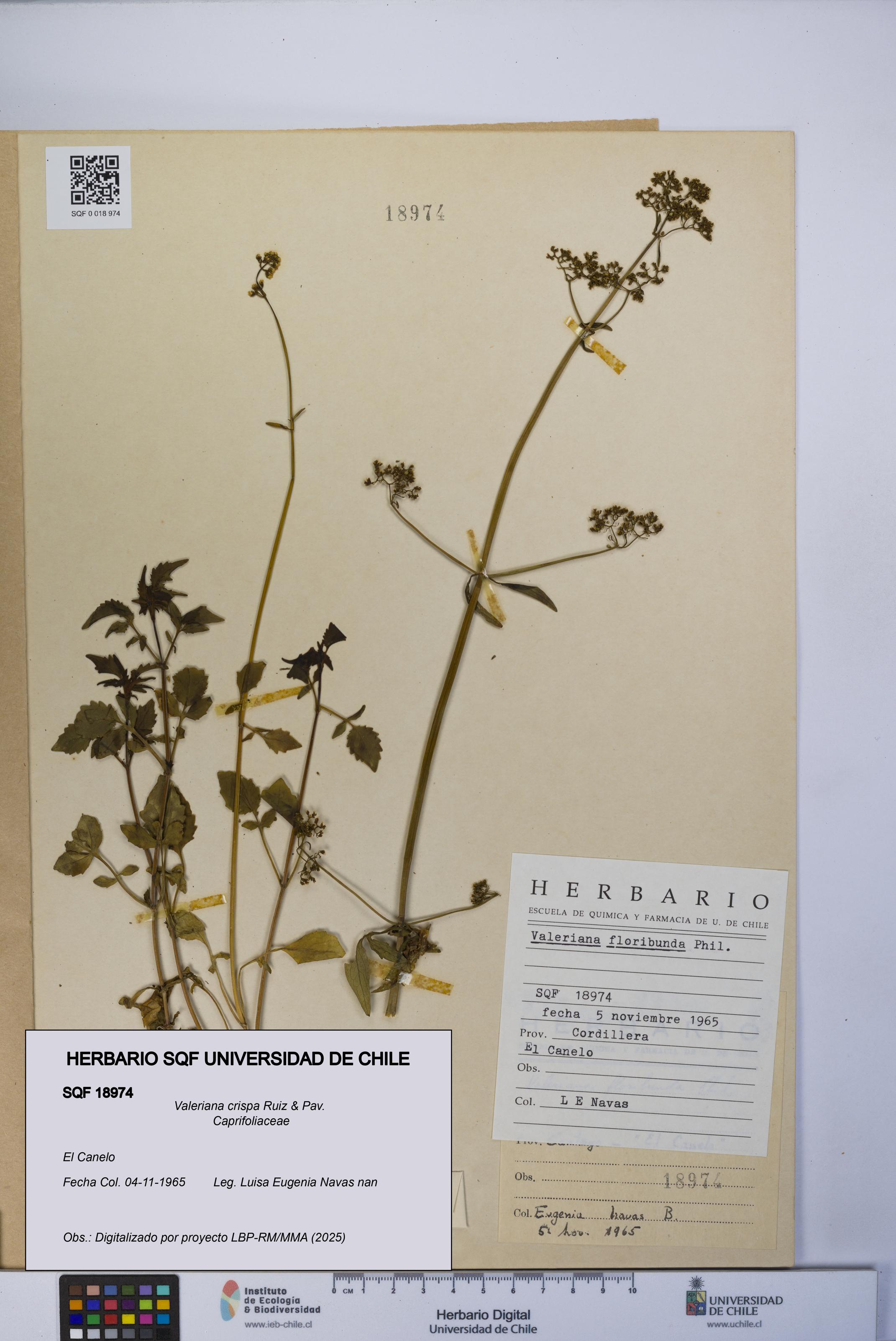 Valeriana crispa [Espécimen: UCH:SQF:0018974]