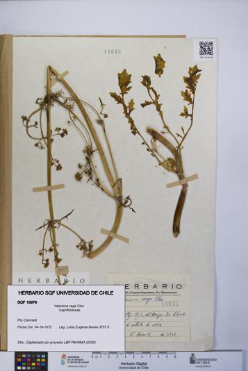 Valeriana vaga [Espécimen: UCH:SQF:0018976]