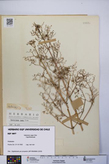 Valeriana vaga [Espécimen: UCH:SQF:0018977]