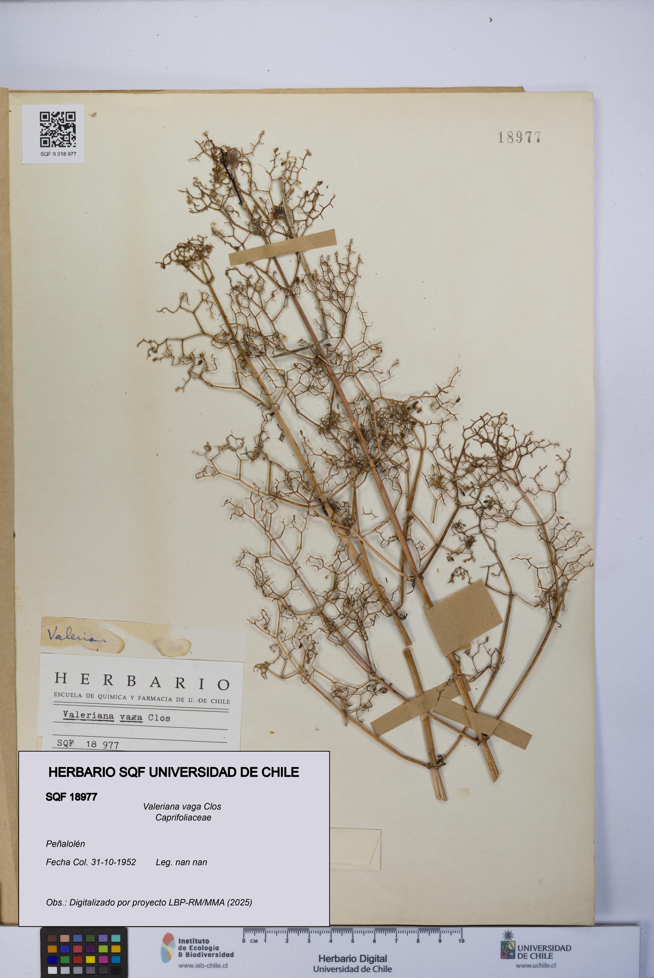 Valeriana vaga [Espécimen: UCH:SQF:0018977]
