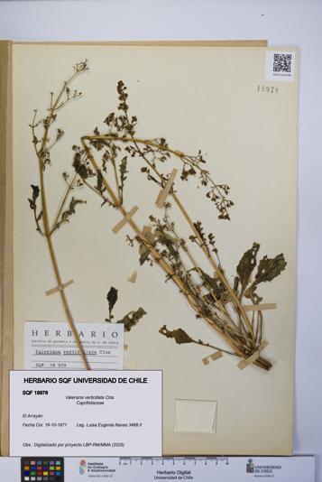 Valeriana verticillata [Espécimen: UCH:SQF:0018978]