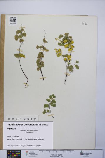Adiantum sulphureum [Espécimen: UCH:SQF:0019074]