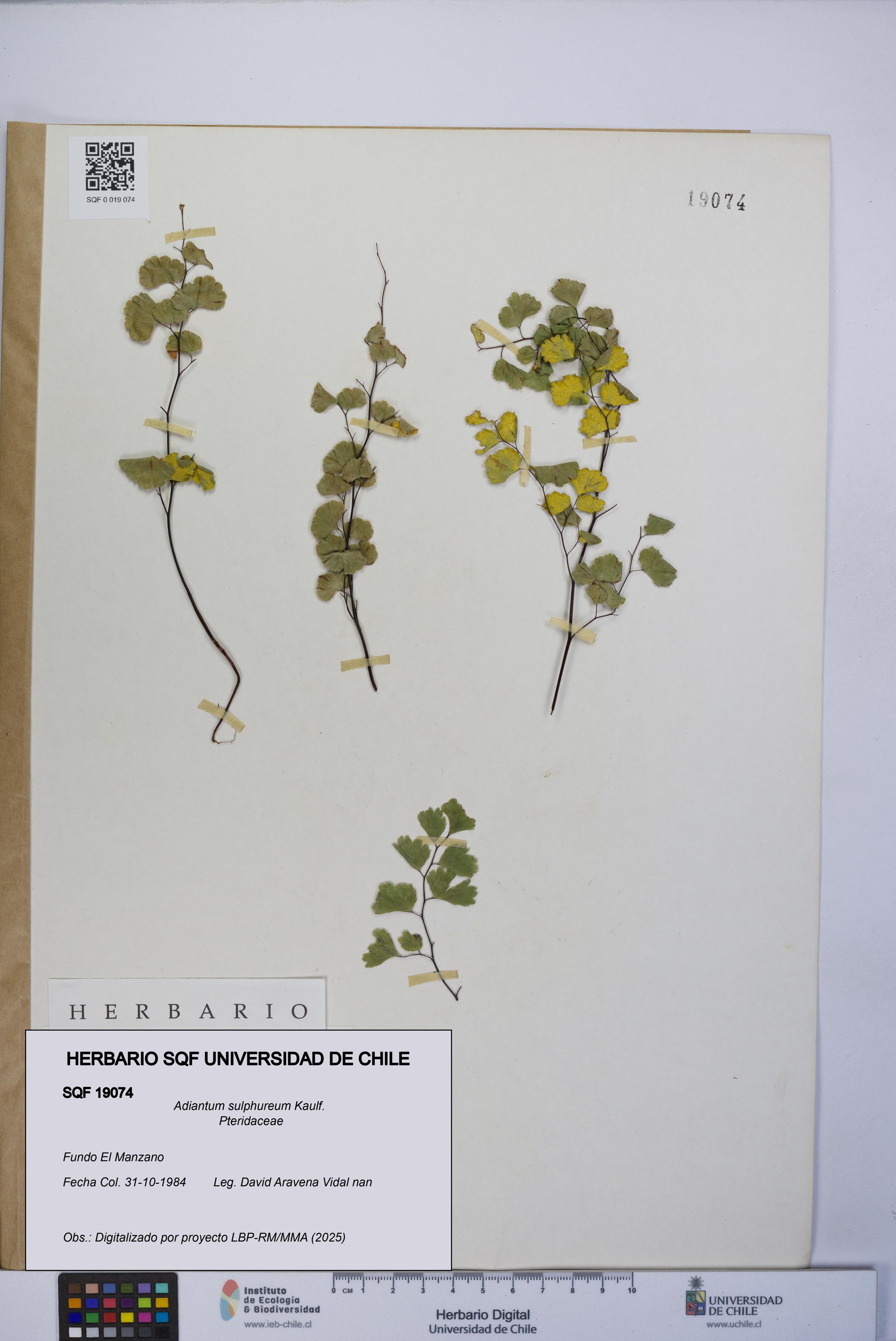 Adiantum sulphureum [Espécimen: UCH:SQF:0019074]