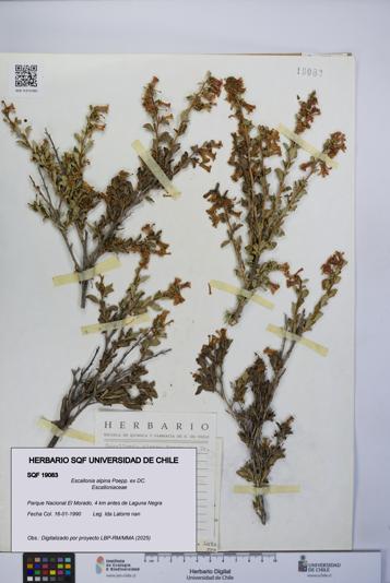 Escallonia alpina [Espécimen: UCH:SQF:0019083]