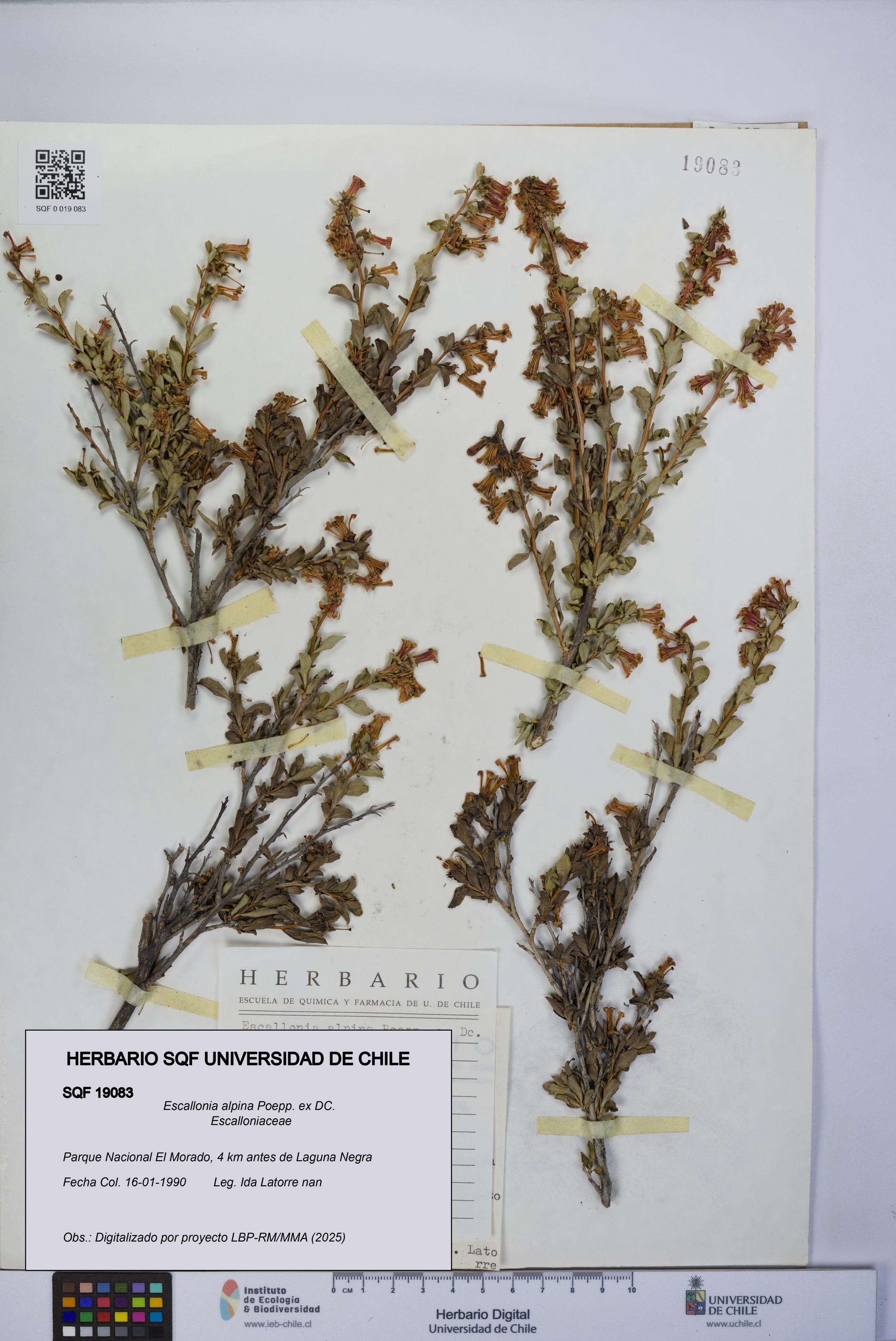 Escallonia alpina [Espécimen: UCH:SQF:0019083]