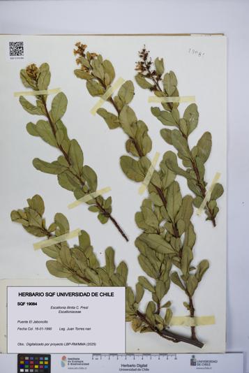 Escallonia illinita [Espécimen: UCH:SQF:0019084]