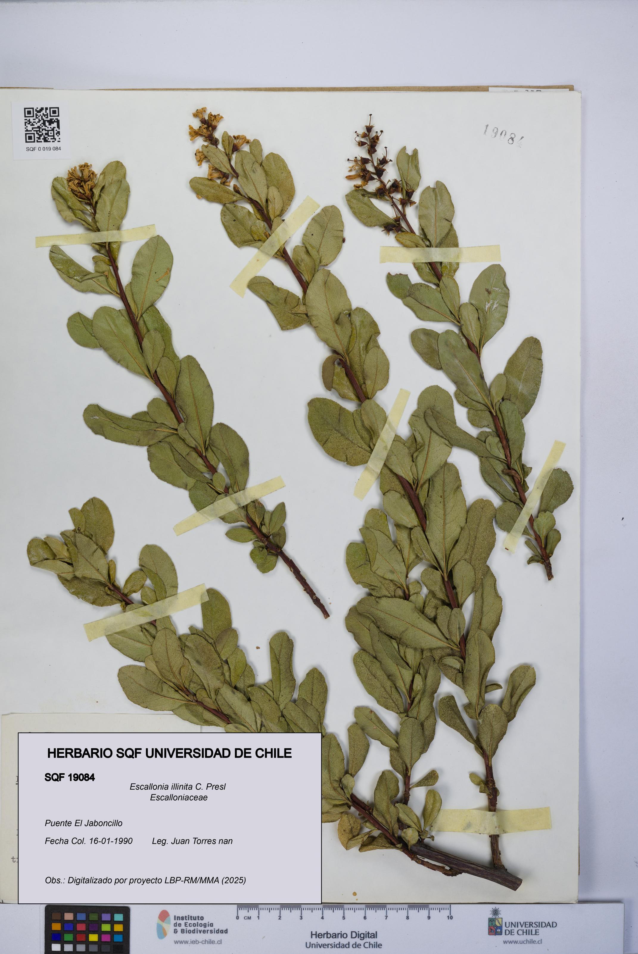 Escallonia illinita [Espécimen: UCH:SQF:0019084]