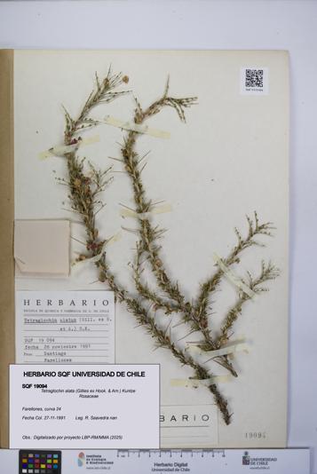 Tetraglochin alata [Espécimen: UCH:SQF:0019094]