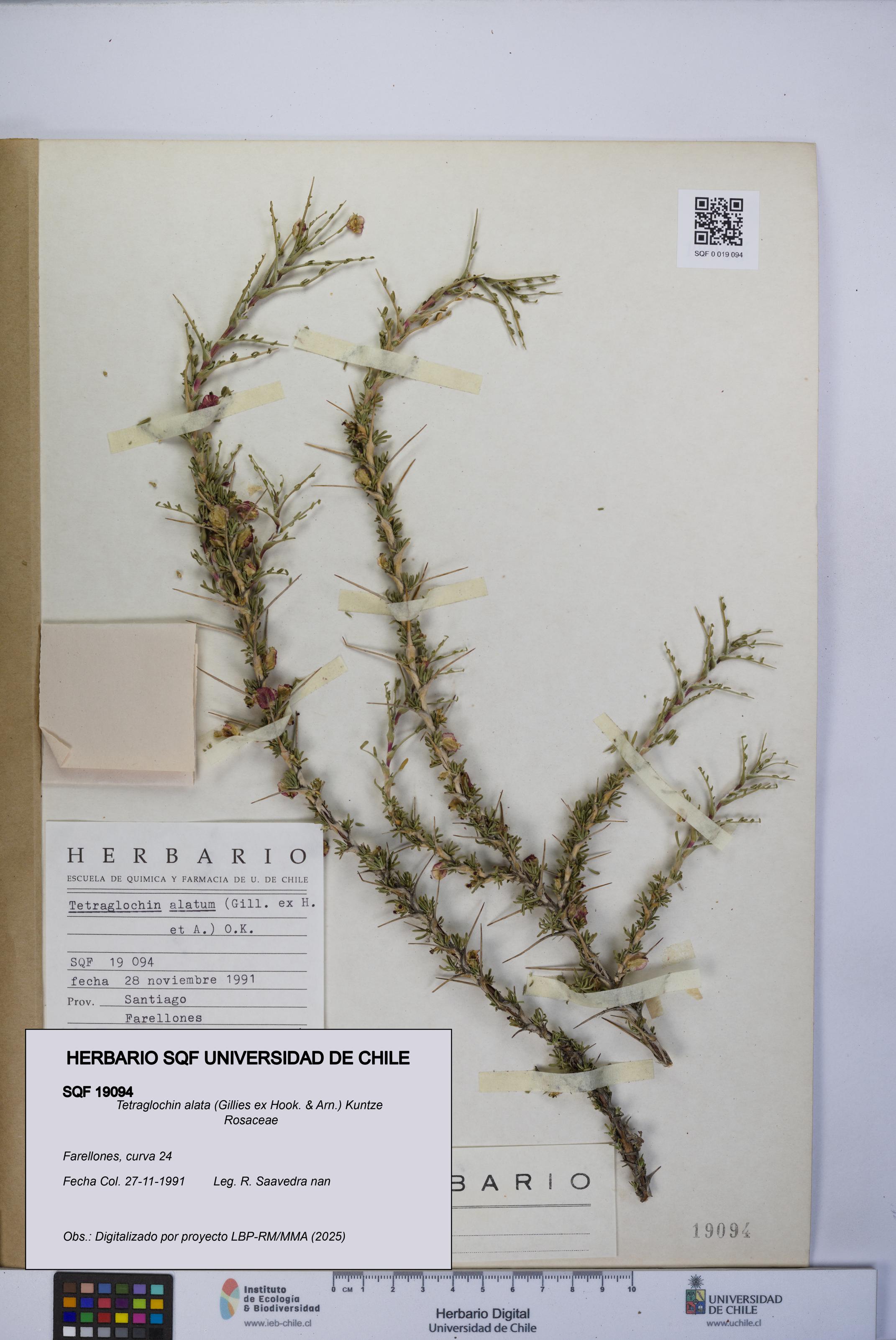 Tetraglochin alata [Espécimen: UCH:SQF:0019094]