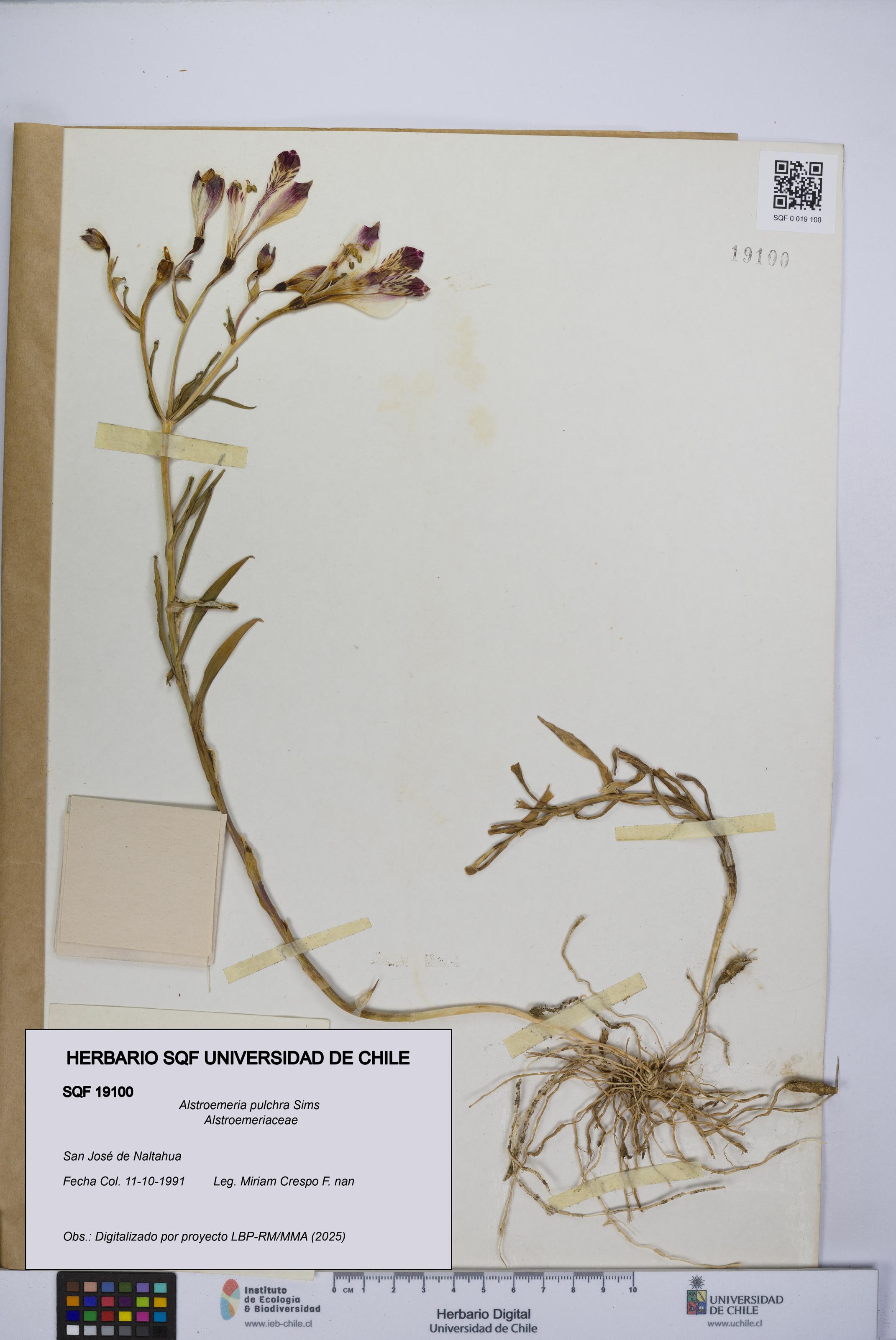 Alstroemeria pulchra [Espécimen: UCH:SQF:0019100]