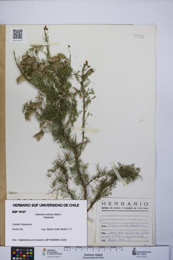 Adesmia confusa [Espécimen: UCH:SQF:0019127]