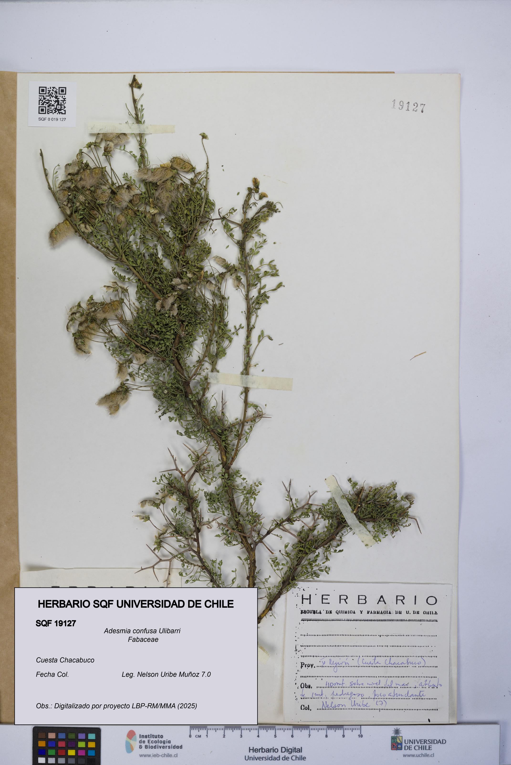 Adesmia confusa [Espécimen: UCH:SQF:0019127]