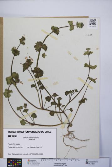 Lamium amplexicaule [Espécimen: UCH:SQF:0019131]