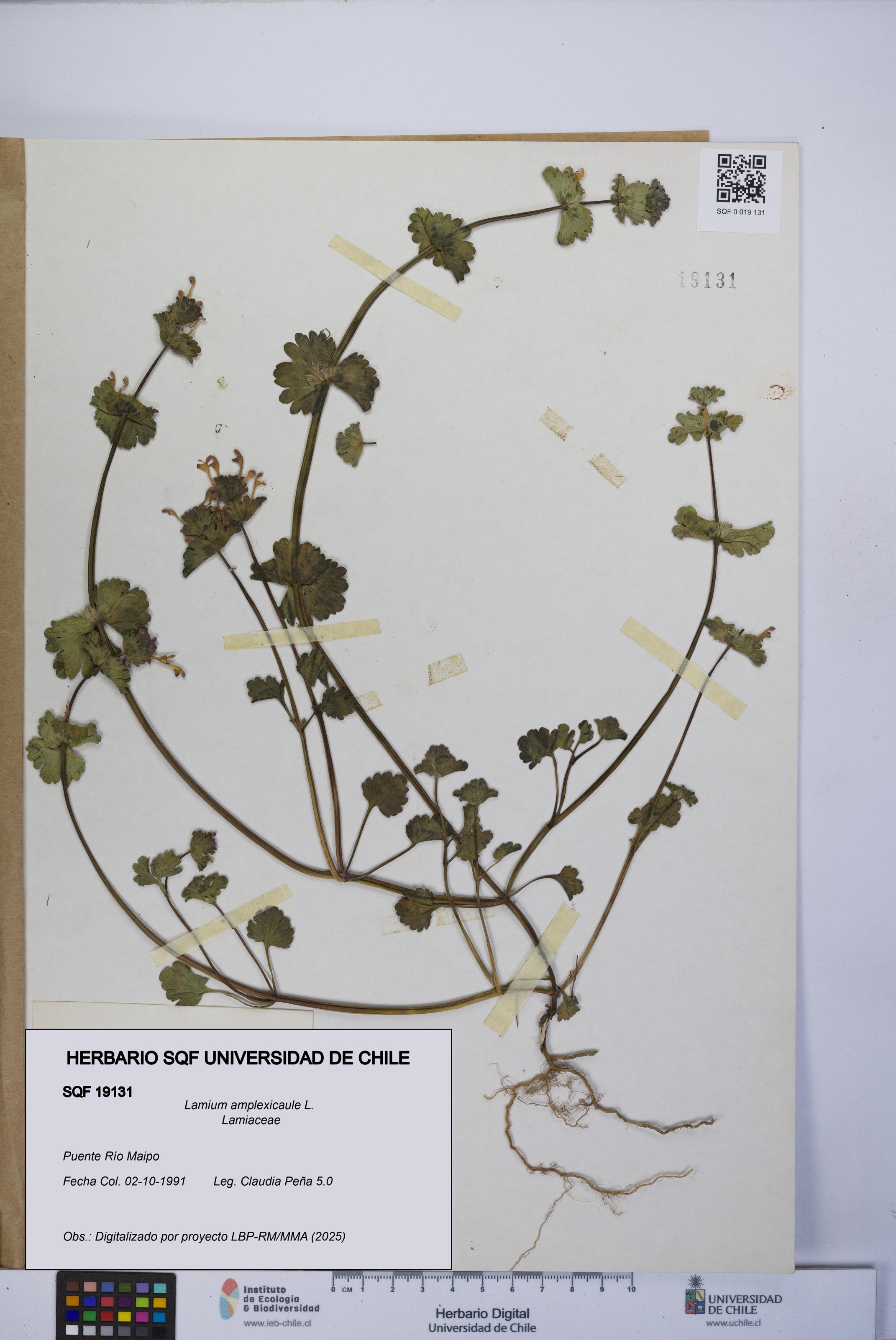 Lamium amplexicaule [Espécimen: UCH:SQF:0019131]
