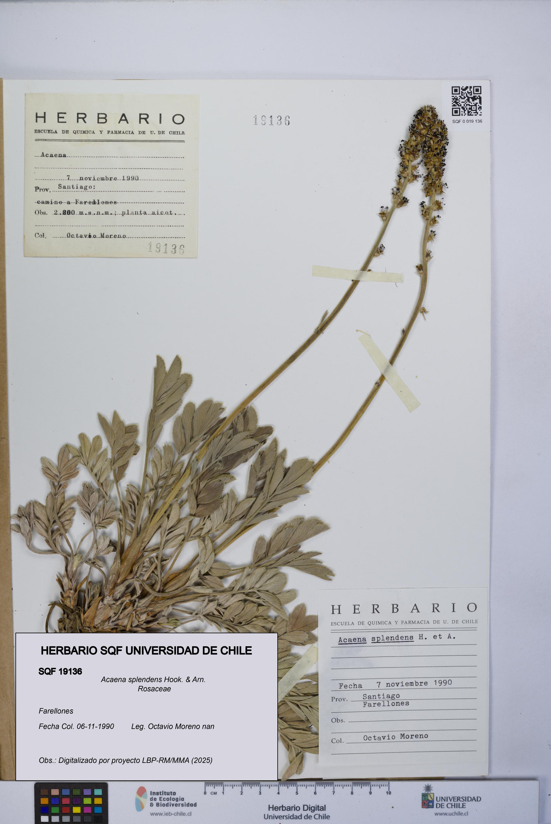 Acaena splendens [Espécimen: UCH:SQF:0019136]