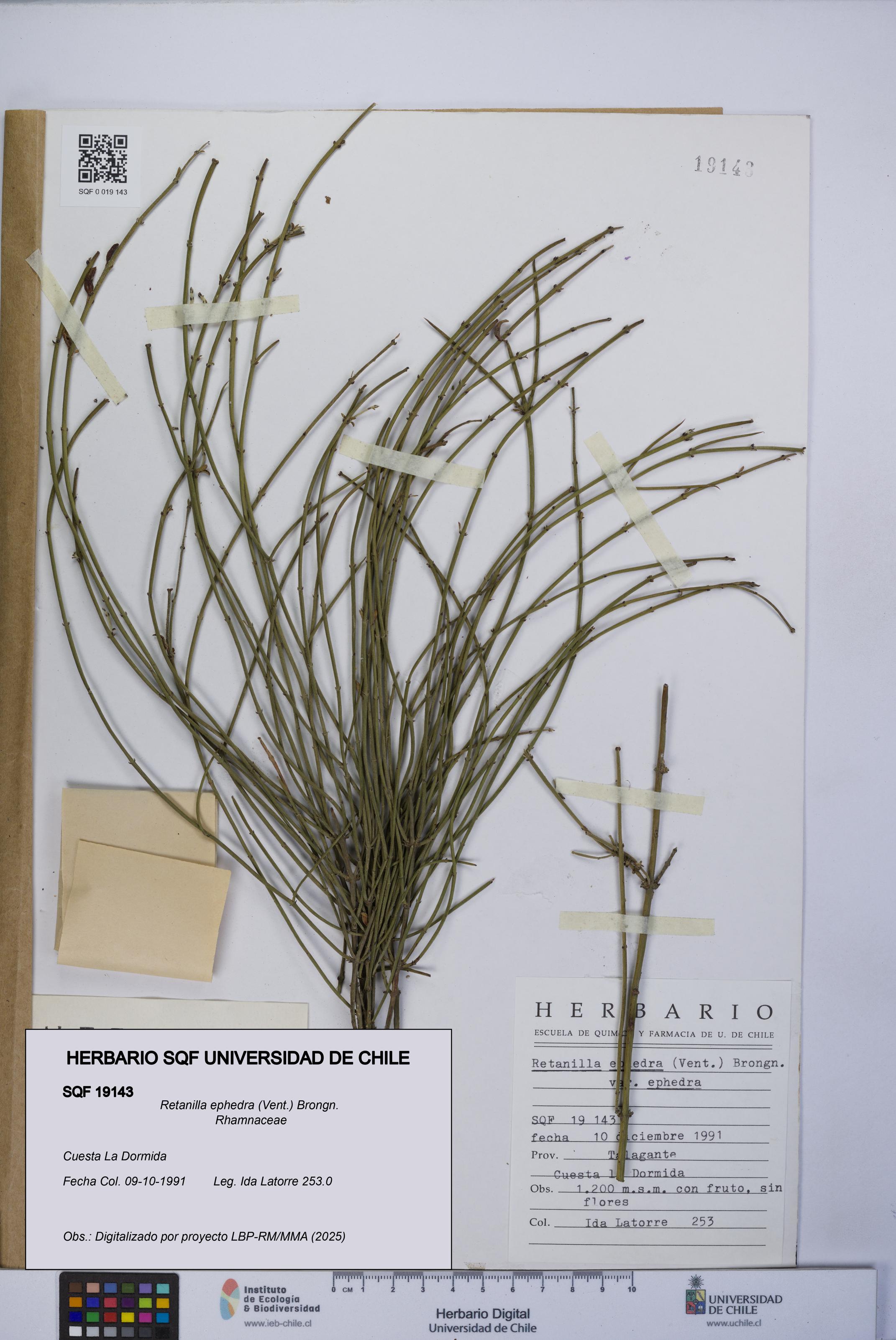 Retanilla ephedra [Espécimen: UCH:SQF:0019143]