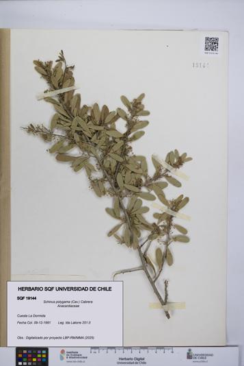 Schinus polygama [Espécimen: UCH:SQF:0019144]