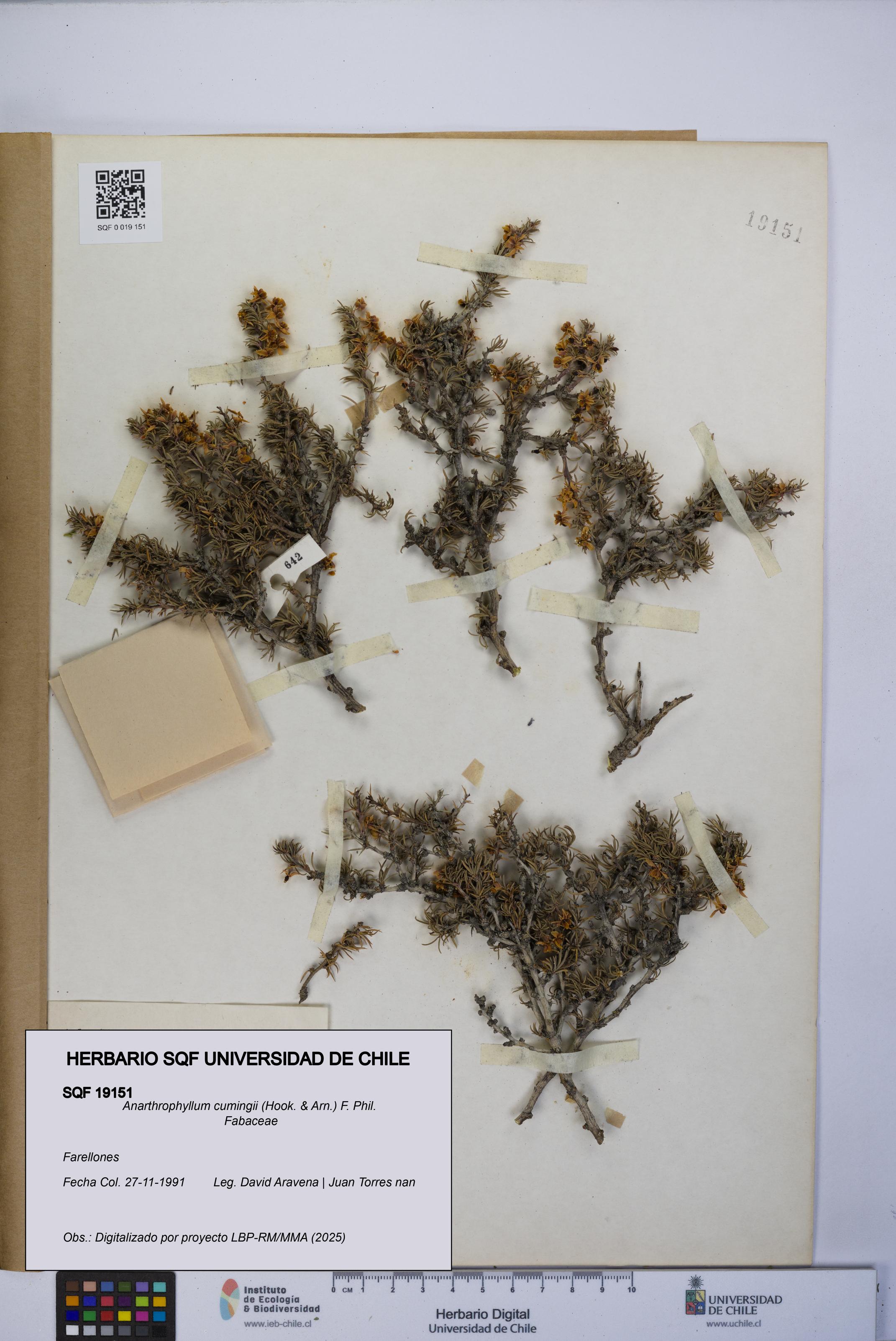 Anarthrophyllum cumingii [Espécimen: UCH:SQF:0019151]