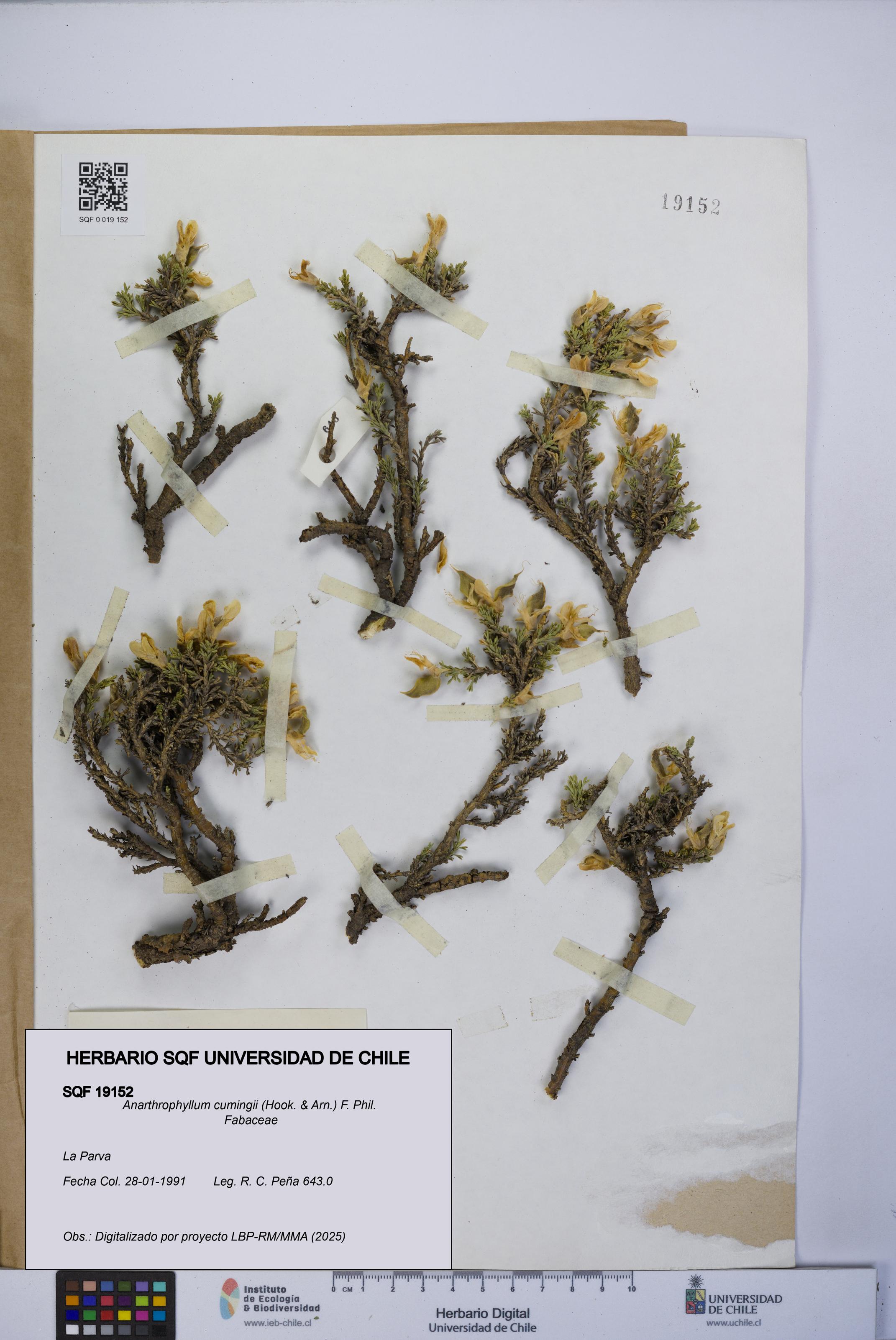 Anarthrophyllum cumingii [Espécimen: UCH:SQF:0019152]