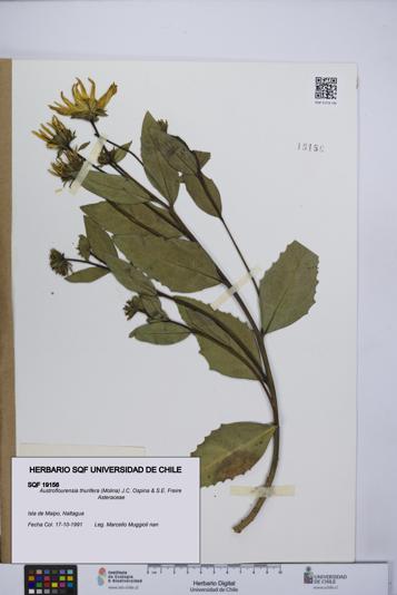 Austroflourensia thurifera [Espécimen: UCH:SQF:0019156]