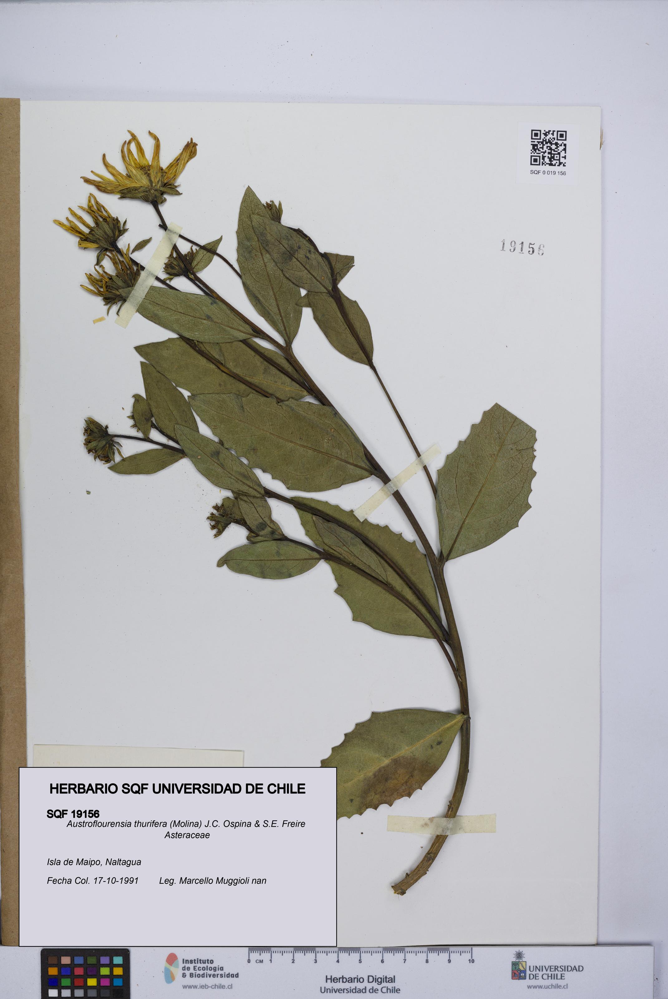 Austroflourensia thurifera [Espécimen: UCH:SQF:0019156]