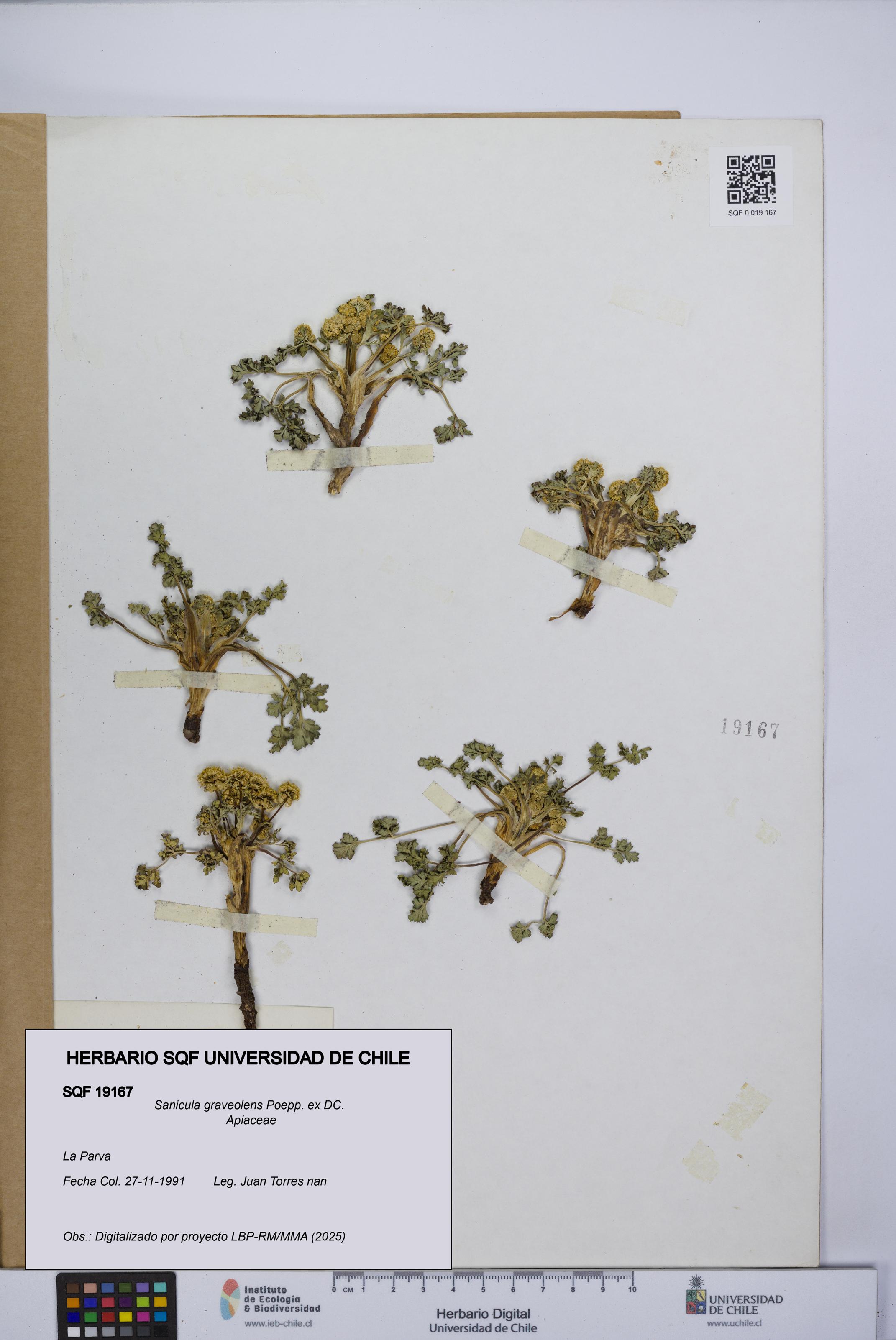 Sanicula graveolens [Espécimen: UCH:SQF:0019167]