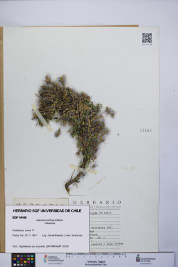 Adesmia confusa [Espécimen: UCH:SQF:0019168]