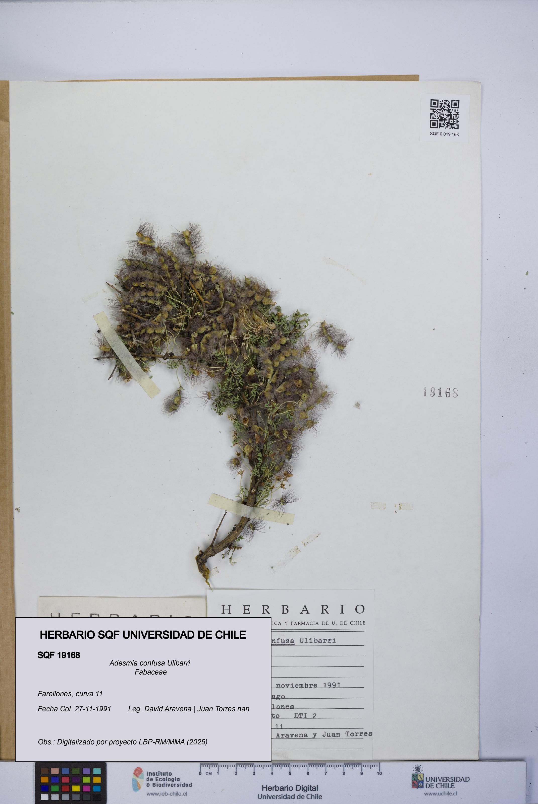 Adesmia confusa [Espécimen: UCH:SQF:0019168]