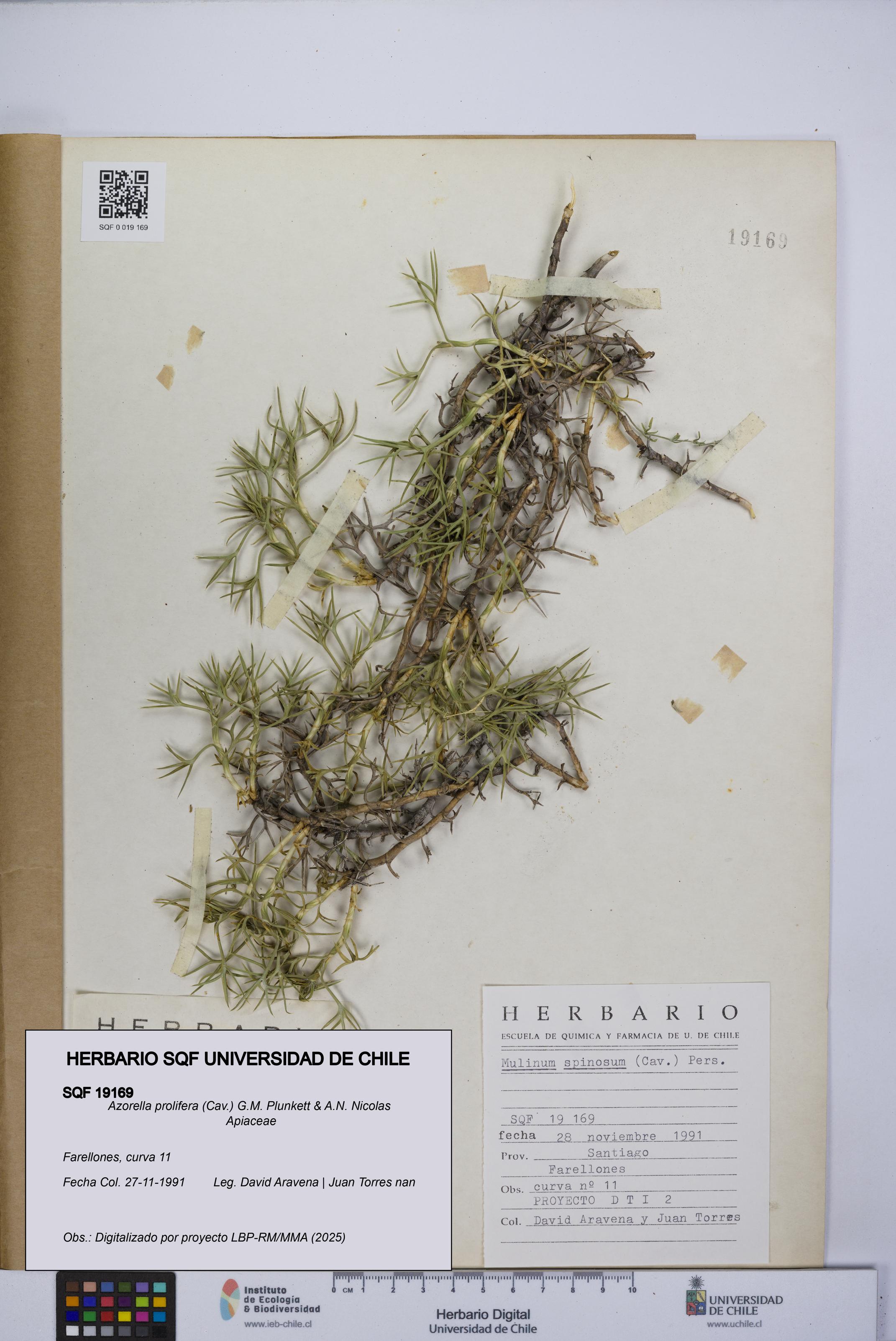 Azorella prolifera [Espécimen: UCH:SQF:0019169]